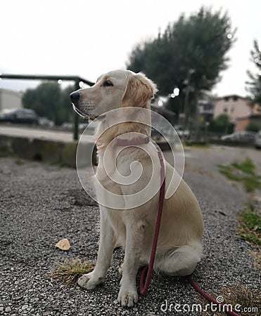 Fiera di essere Golden! Stock Photo