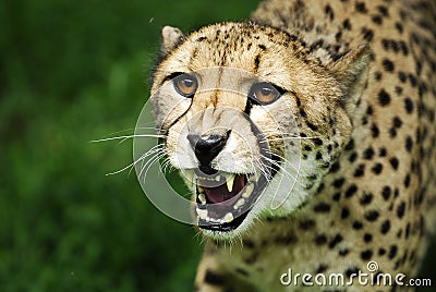 Fierce Cheetah attacking Stock Photo