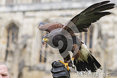 Fierce Falcon Stock Photo