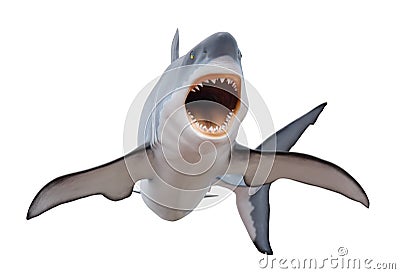 Fierce great white shark isolated on white Stock Photo