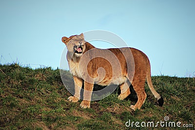 Fierce lioness roaring on a sunny day Stock Photo