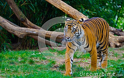 Fierce Tiger Stock Photo