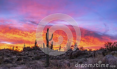 Fiery Arizona Sunrise With Cactus Stock Photo