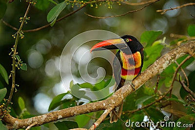 Fiery-billed Aracari, Pteroglossus frantzii, bird with big bill. Toucan sitting on the branch in the forest, Boca Tapada, Laguna d Stock Photo