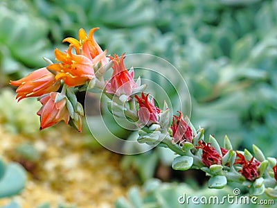 Fiery Cactus Flowers Stock Photo