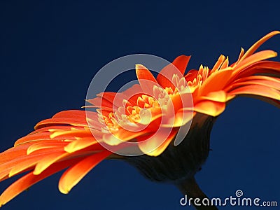A fiery Gerber (or Gerbera) Stock Photo
