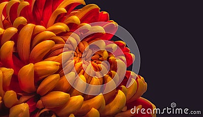 Fiery glowing yellow red chrysanthemum blossom macro on dark blue background Stock Photo