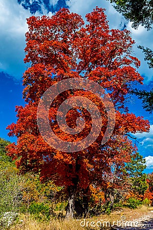 Fiery Orange Fall Foliage of Lost Maples State Park, Texas Stock Photo