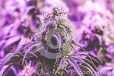 Fiery purple cannabis flower Stock Photo