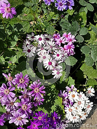 Fiery purple, Nature at best, Flowers on a sunny day Stock Photo