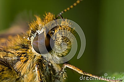 A fiery skipper Stock Photo