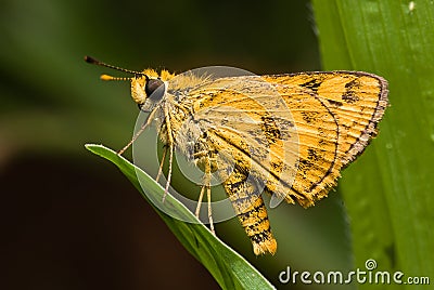 Fiery Skipper Stock Photo