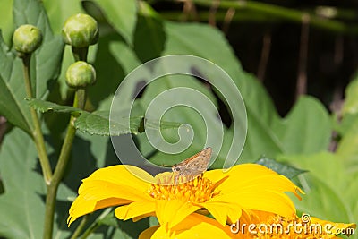 Sunflower Fiery Skipper Stock Photo