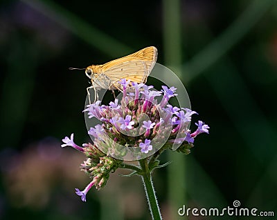 Fiery skipper on flowers Stock Photo