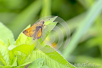 Fiery Skipper Stock Photo