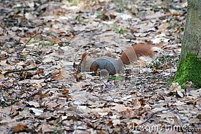 Squirrel search nut. Stock Photo