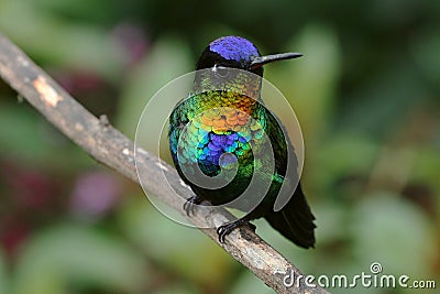 Fiery-throated Hummingbird Stock Photo