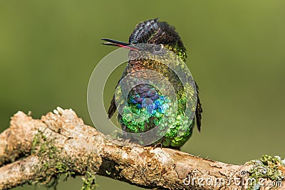 Fiery Throated Hummingbird Stock Photo