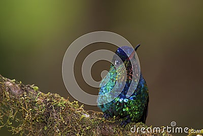 Fiery-throated Hummingbird 837647 Stock Photo