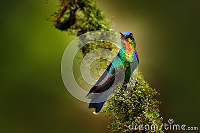 Fiery-throated Hummingbird, Panterpe insignis, colour bird sitting on larch branch. Red glossy hummingbird in dark habitat. Mounta Stock Photo