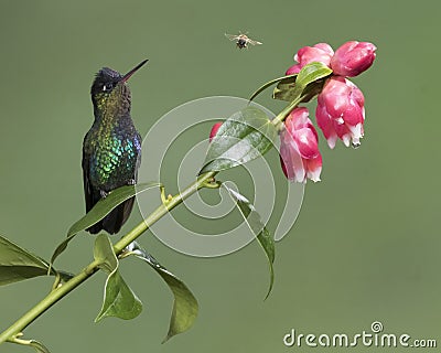 Fiery-throated hummingbird Panterpe insignis, Costa Rica Stock Photo