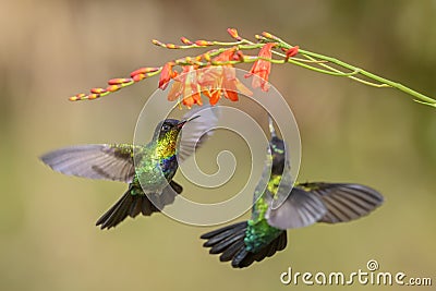 Fiery-throated Hummingbird - Panterpe insignis Stock Photo