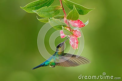 Fiery-throated Hummingbird, Panterpe insignis, flying next to beautiful pink and flower, Savegre, Costa Rica. Bird with bloom. Hum Stock Photo