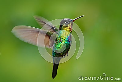 Fiery-throated Hummingbird, Panterpe insignis, shiny colour bird in fly. Wildlife flight action scene from tropic forest. Red glos Stock Photo