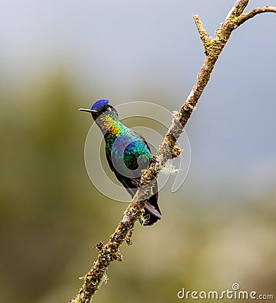 Fiery-throated Hummingbird Stock Photo