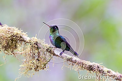 Fiery-throated Hummingbird 837158 Stock Photo