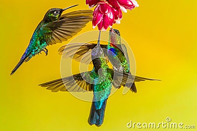 Fiery Throated Hummingbirds Stock Photo