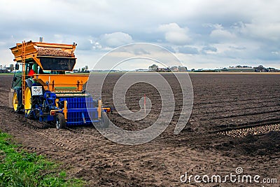 The bulbs lie in long rows in the fields and are covered with soil and straw. Stock Photo