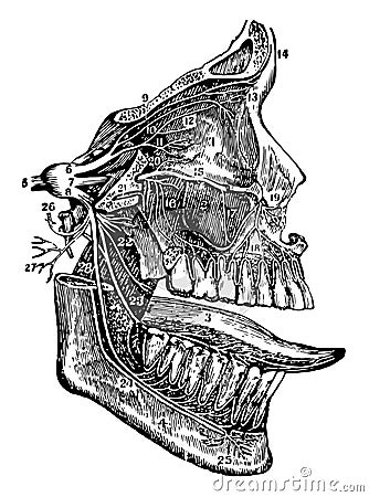 Fifth Cranial Nerve, vintage illustration Vector Illustration