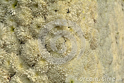 White Flowers background - Half clear and Half blurred Stock Photo