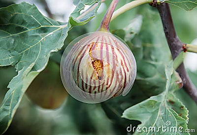 fig on a branch a ripe fig slightly split open hanging from a br Stock Photo