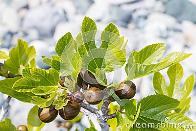 Fig branch with unripe fruits and leaves Stock Photo
