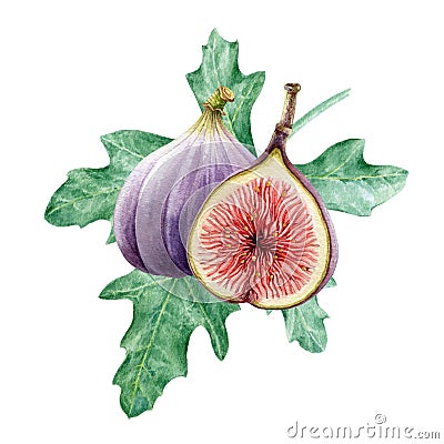 Fig fresh fruit on green leaf watercolor illustration. Ripe tasty organic sliced and whole fig element group. Tropical Cartoon Illustration