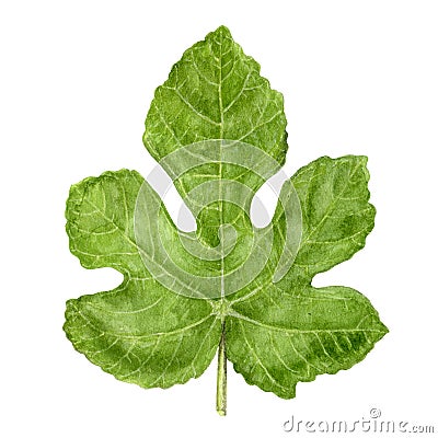 Fig fruit leaf watercolor isolated on white background Cartoon Illustration