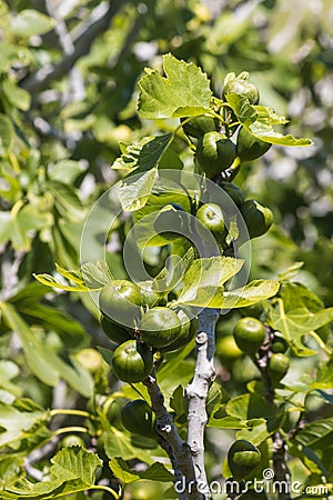 Fig fruit and leaves Stock Photo