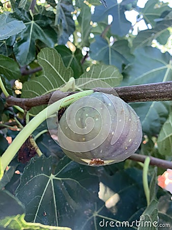 Pear shaped in various colors of fig tree Stock Photo