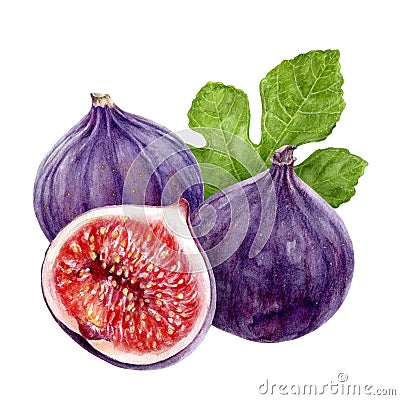 Fig fruit watercolor isolated on white background Cartoon Illustration