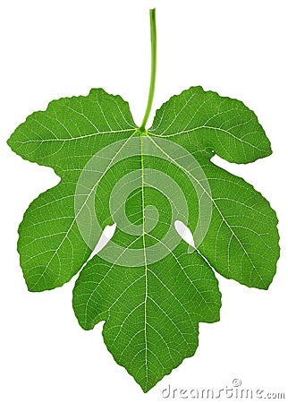 Fig leaf Stock Photo