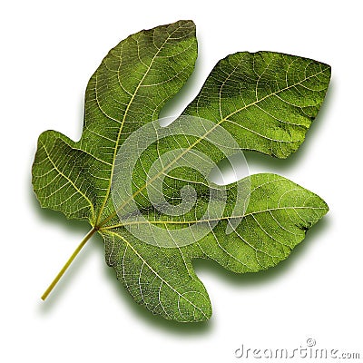 Fig Leaf Stock Photo