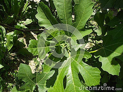 Fig leaf Stock Photo