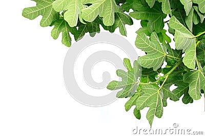 Fig leaves Stock Photo