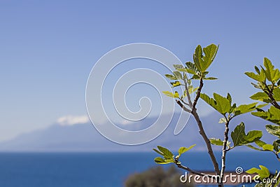 Fig leaves Stock Photo