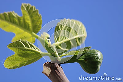 Fig leaves close up Stock Photo