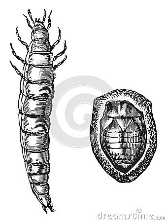 Fig No 3- Golden beetle larva, Fig No 4- Nymph golden rose chafer, vintage engraving Vector Illustration