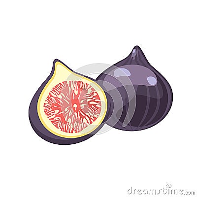 Fig, purple whole fruit and half. Vector Illustration