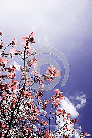 Fig tree,artistic colors of nature Stock Photo